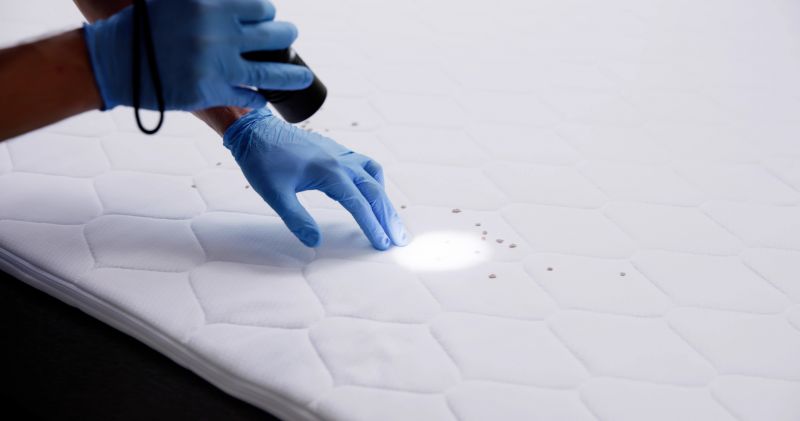 Bed Bug Extermination