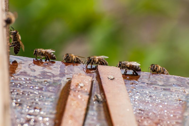 Bee Pest Control Service