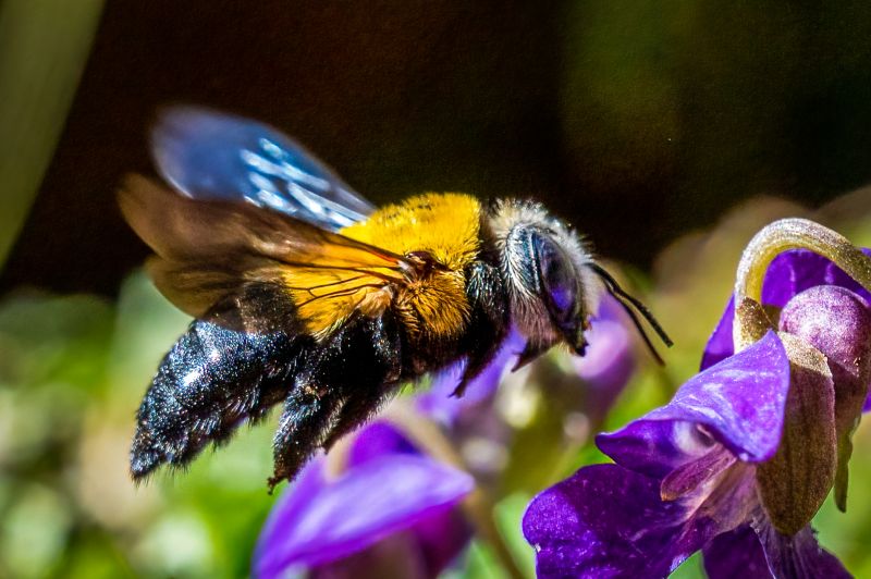 Bee Pest Control Service