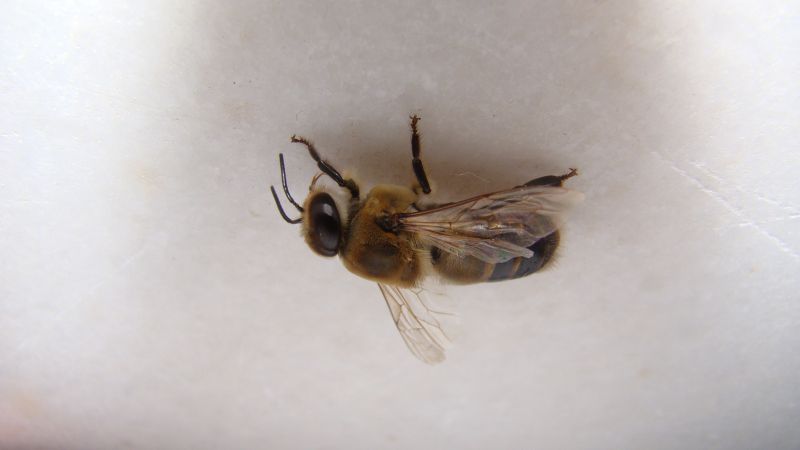 Bee Pest Control Service