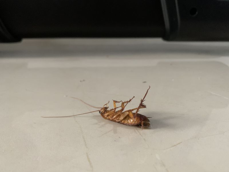 Cockroach Fumigation Service