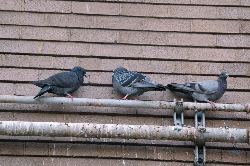Commercial Bird Removal