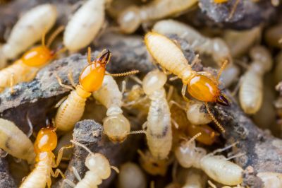 Commercial Termite Removal