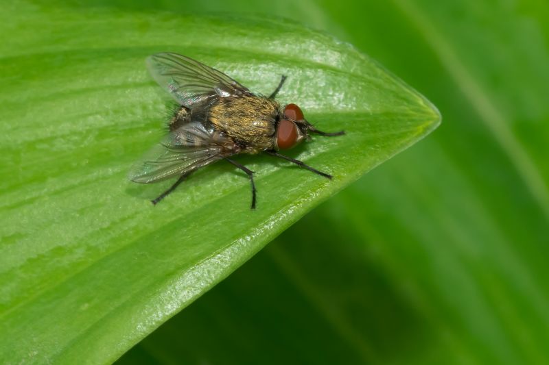 Fly Control Service