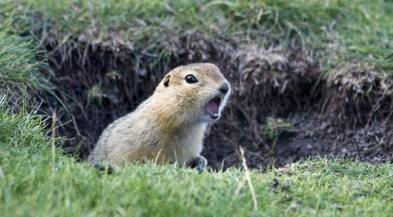 Gopher Removal Service