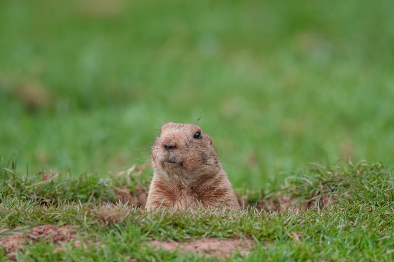 Active Gopher