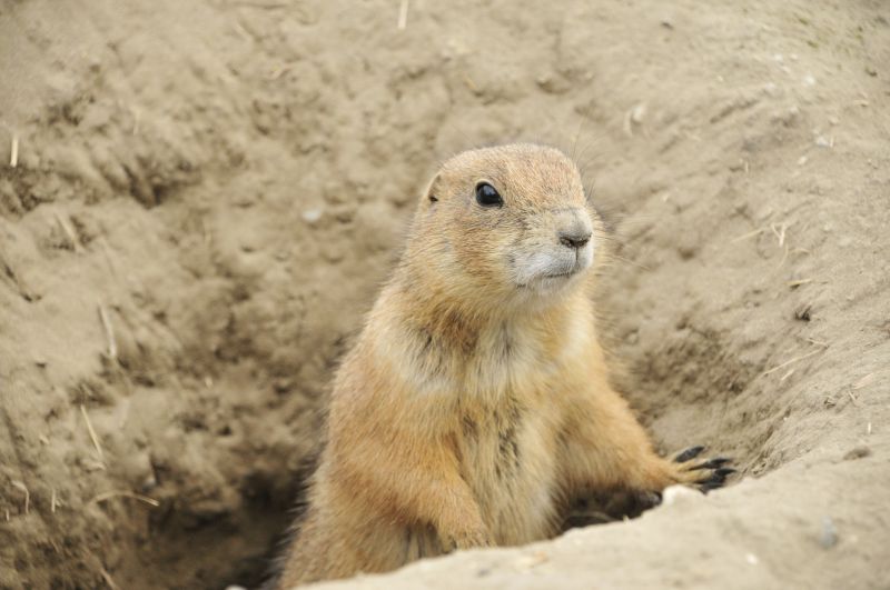 Gopher Activity Signs