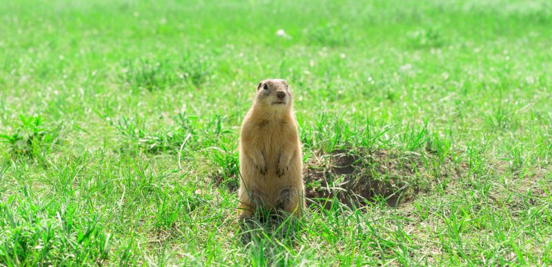 Gopher Removal Service