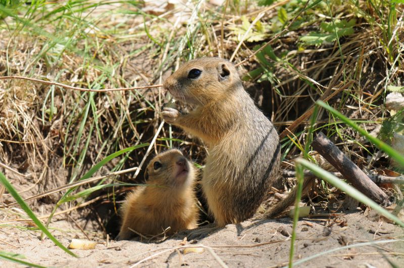 Gopher Removal Service
