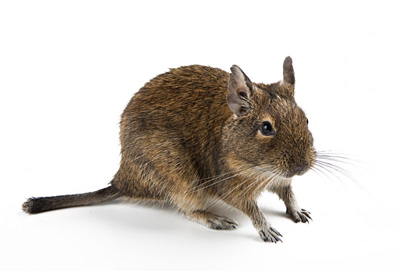Health Risks Associated With Rodents In Residential And Commercial Spaces