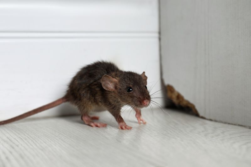 Mice Extermination Service