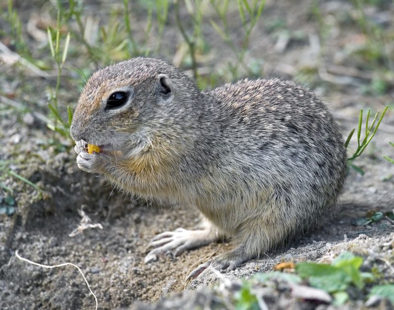 Products For Gopher Removal Service in use