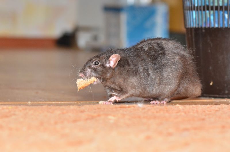 Rats Removal