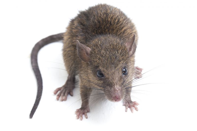 Rats Removal
