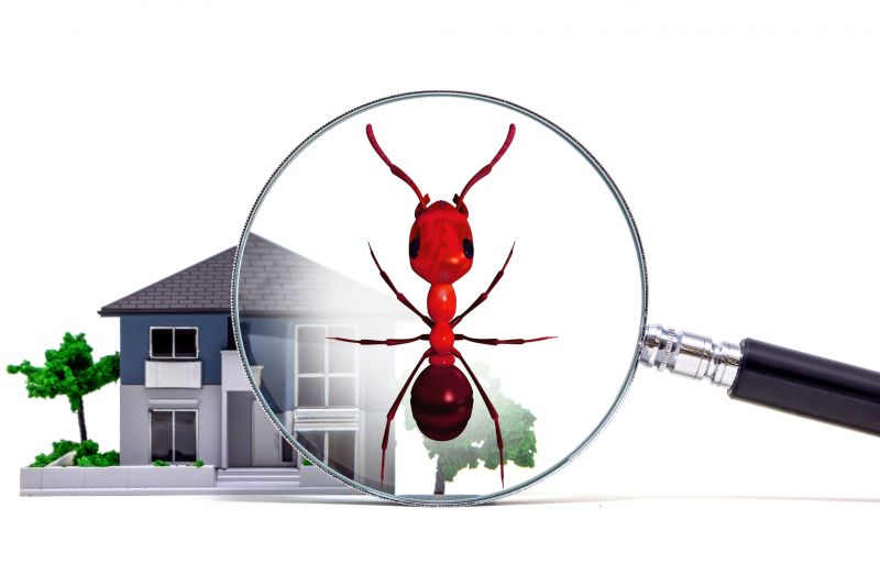 Red Ant Extermination