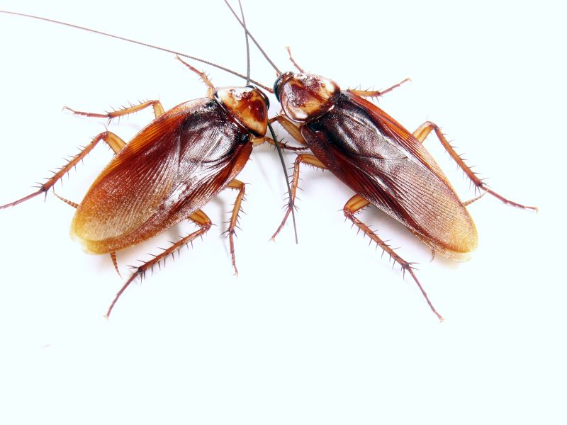 Roach Removal