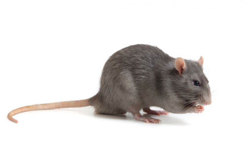 Rodent Extermination Service