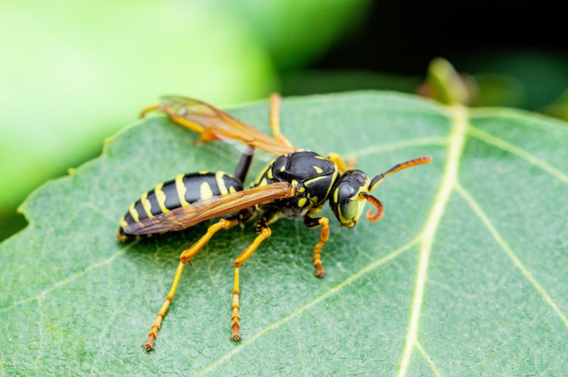 Stinging Insect Extermination