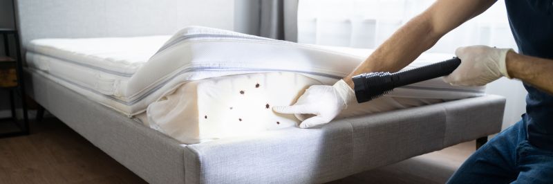 Bed Bug Extermination