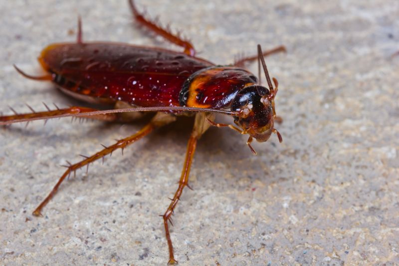 Cockroach Fumigation Service