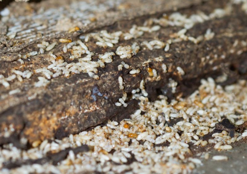 Commercial Termite Removal