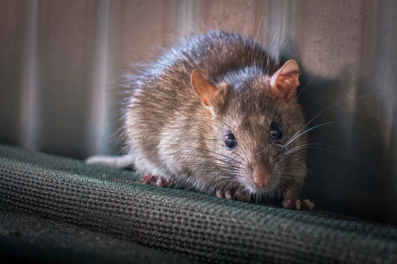 Rats Removal